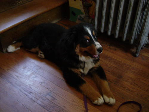 Molly at four months.