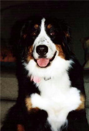 Bernese Mountain Dog, Mora