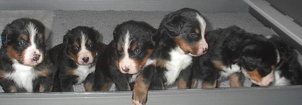 Berner Mora's Pups