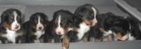 Mora's puppies
