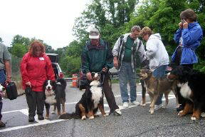 Westchester Berner Walk