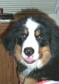 Nick Neff, cutest Berner Pup
