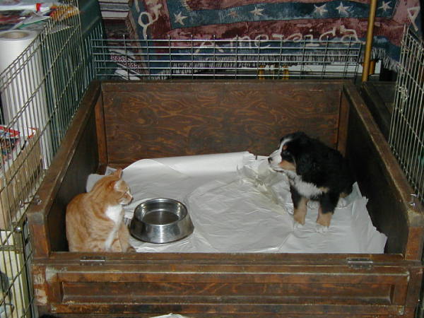 Opie the cat v Kismet the Bernese Mountain Dog