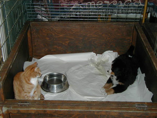 Opie the Cat v Bernese Kismet