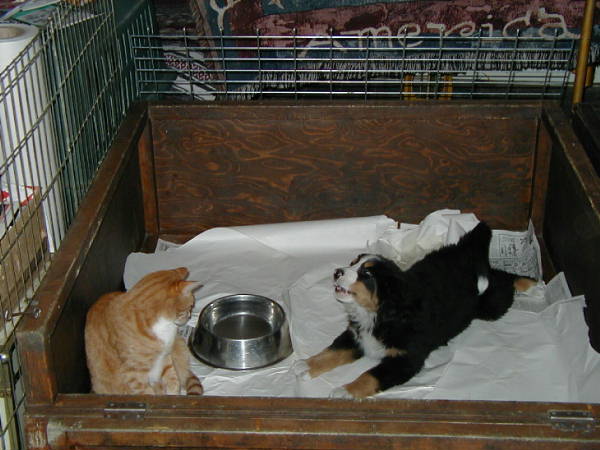 Opie the Cat v Kismet the Bernese Mountain Dog