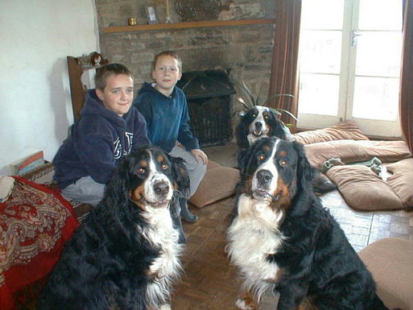 Bernese Sunny is doing great despite her diagnosis of Spondylosis