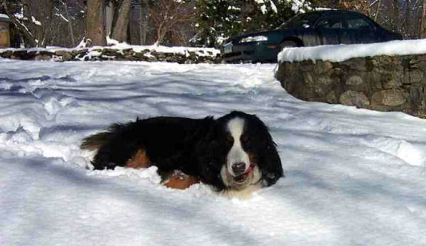 Bernese Mountain Dog Pebble in the Snow