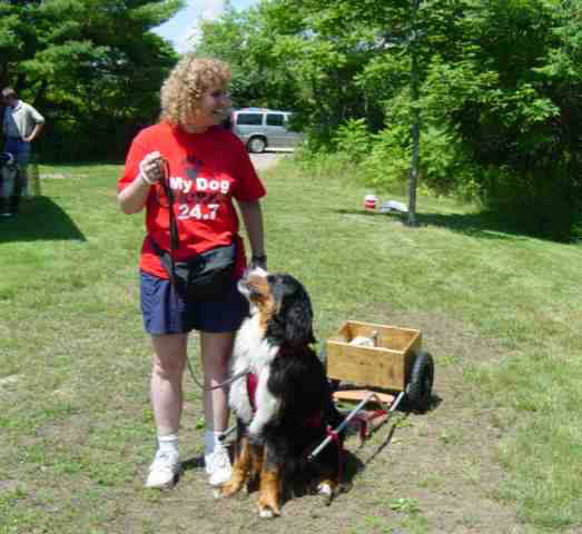 Bernese Mountain Dog Carting
