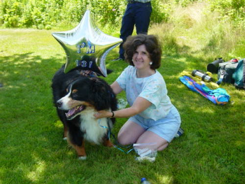 Bernese love attention!