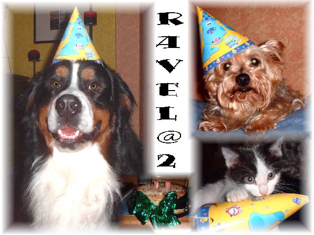 Bernese Mountain Dog Ravel