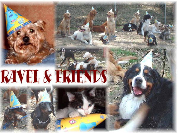 Bernese Mountain Dog, Ravel, and Friends