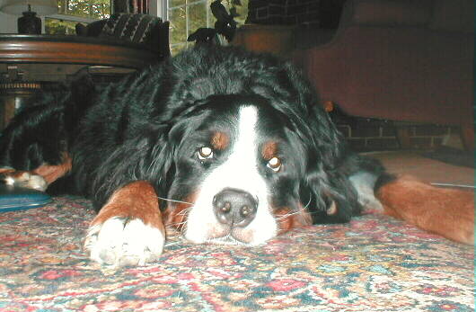 Bernese Mountain Dog Ria, sadly lost to Histiocytosis