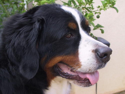 Bernese Mountain Dog, Riot.