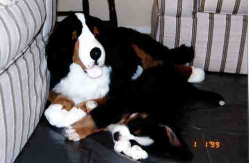 Bernese Mountain Dod Puppy, Riot, sadly lost to Histiocytosis