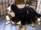 Baby Berner Riot and his Costco Bernese Mountain Dog