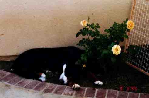 Bernese Mountai Dog, Riot