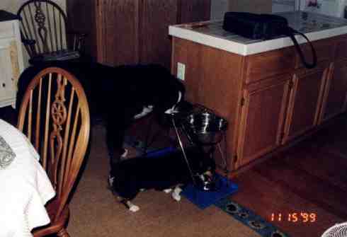 Bernese Mountain Dog, Riot