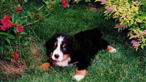 Bernese Mountain Dog Puppy, Rocky