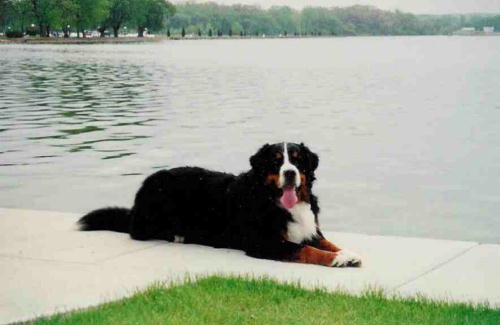 Berner Rocky sadly lost to malignabt histiocytosis