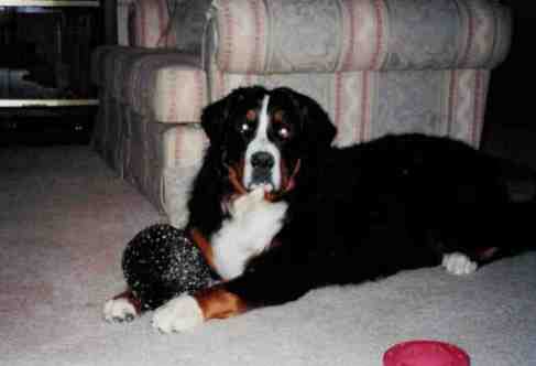 {short description of image}