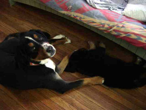 Bernese Mountain Dogs, Molly and Sam