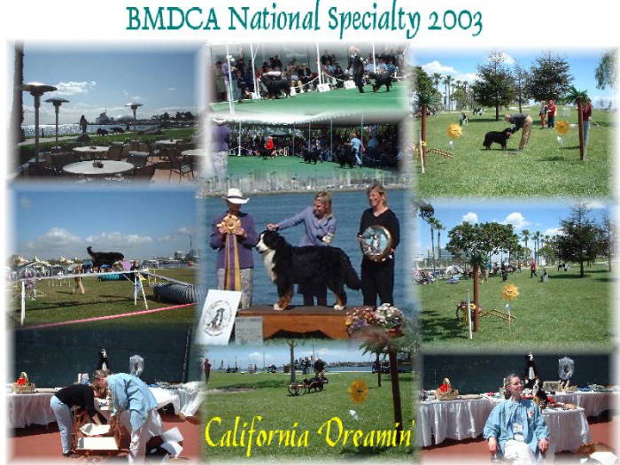 Speciality 2003 for Bernese Mountain Dogs.