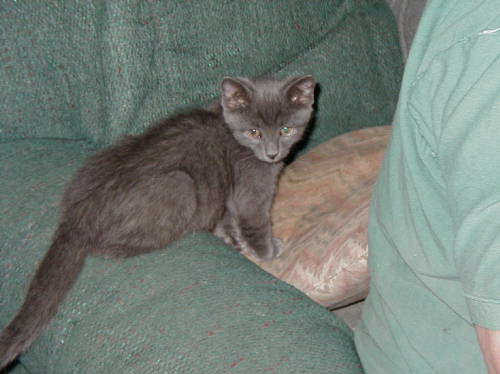 Starling the kitten at 8 weeks