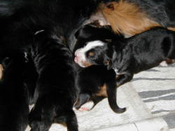 Berner Pups nursing2
