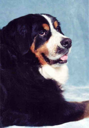 Bernese, Ted, sadly lost to MH