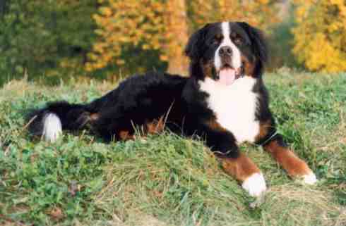 Beautiful Bernese Mountain Dog, Travis, at 2 years
