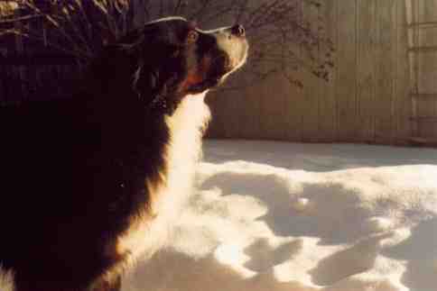 Bernese Mountain Dog Travis in the snow