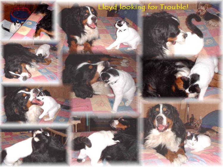 Llloyd and Berner Ravel spar