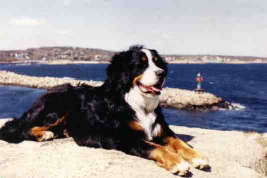 Bernese Mountain Dog Tycho