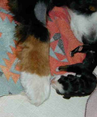 Bernese Mountain Dog Pup, Prince Valiant