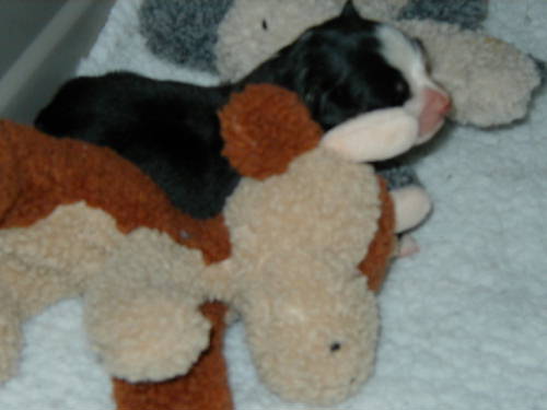 Bernese Mountain Dog Puppy, Prince Valiant, just three days old