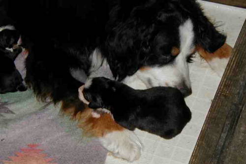 Prince Valiant sleepd