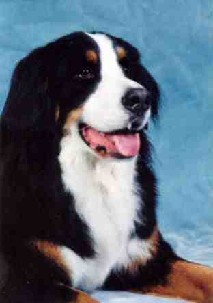 Winston, sadly missed