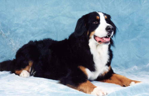 Bernese Mountain Dog, Winston