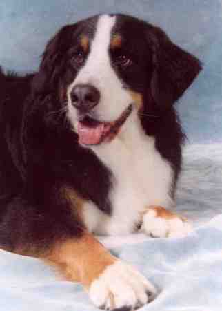 Bernese Mountain Dog, Winston