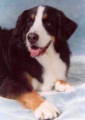 Bernese Mountain Dog, Winston sadly lost to Histio