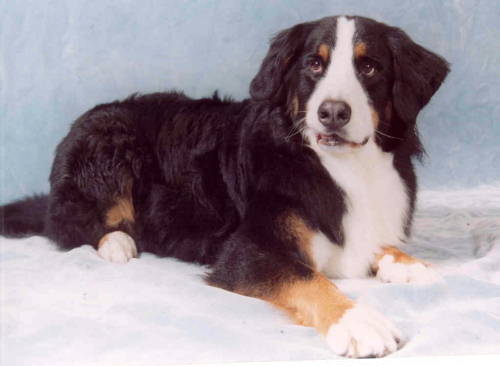 Bernese Mountain Dog, Winston