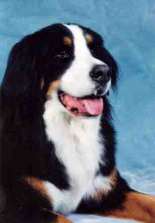 Bernese Mountain Dog, Winston