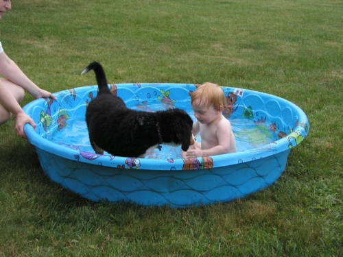 Berner Pup, Zoe, takes the plunge