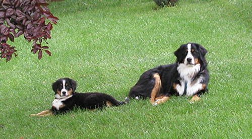Regal Bernese Mountain Dogs
