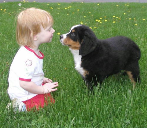 Bernese Puppy, Zoey, with Hannah
