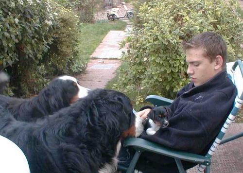 Bernese Mountain Dogs love puppies