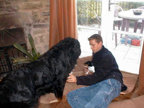 Bernese Mountain Dog with Jack Russell Puppy