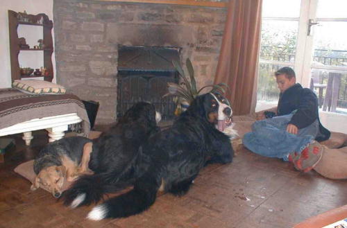 Berners, terrier and sleepy pup.