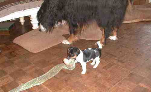 Simmy's snake in trouble.