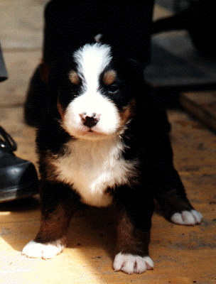 Bernese Mountain Dog Puppy, Bianca at 4 wks